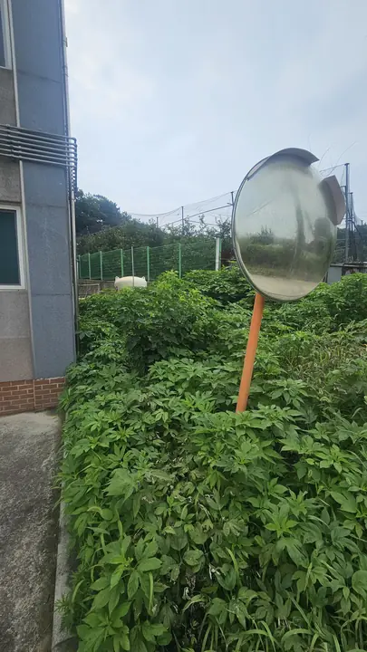잡초가 무성하게 자란 경매 건물 옆 공터
